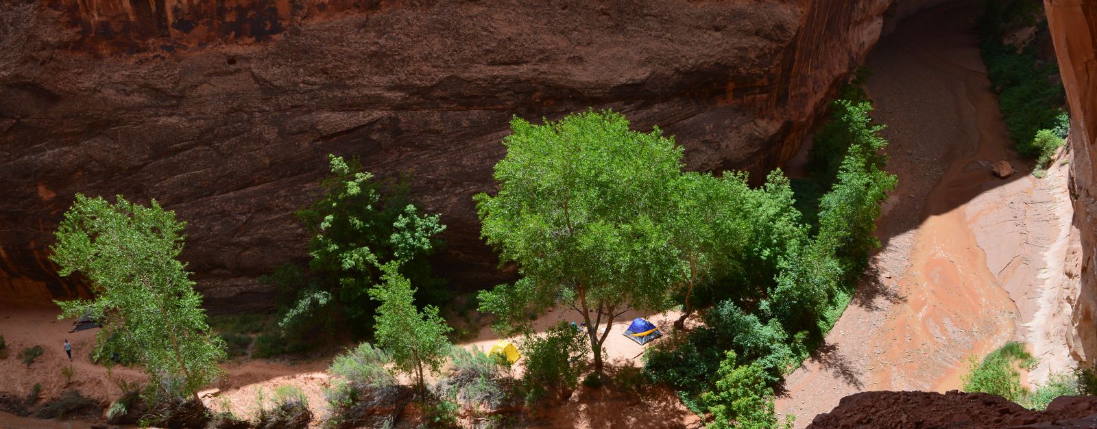 Green cottonwood trees on a sandy canyon floor below towering red sandstone walls