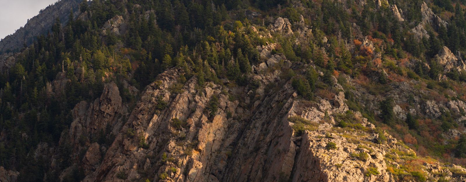 Golden aspens on a rocky canyon slope above Salt Lake County in autumn — the season Medicare Advantage non-renewal letters arrive in Utah