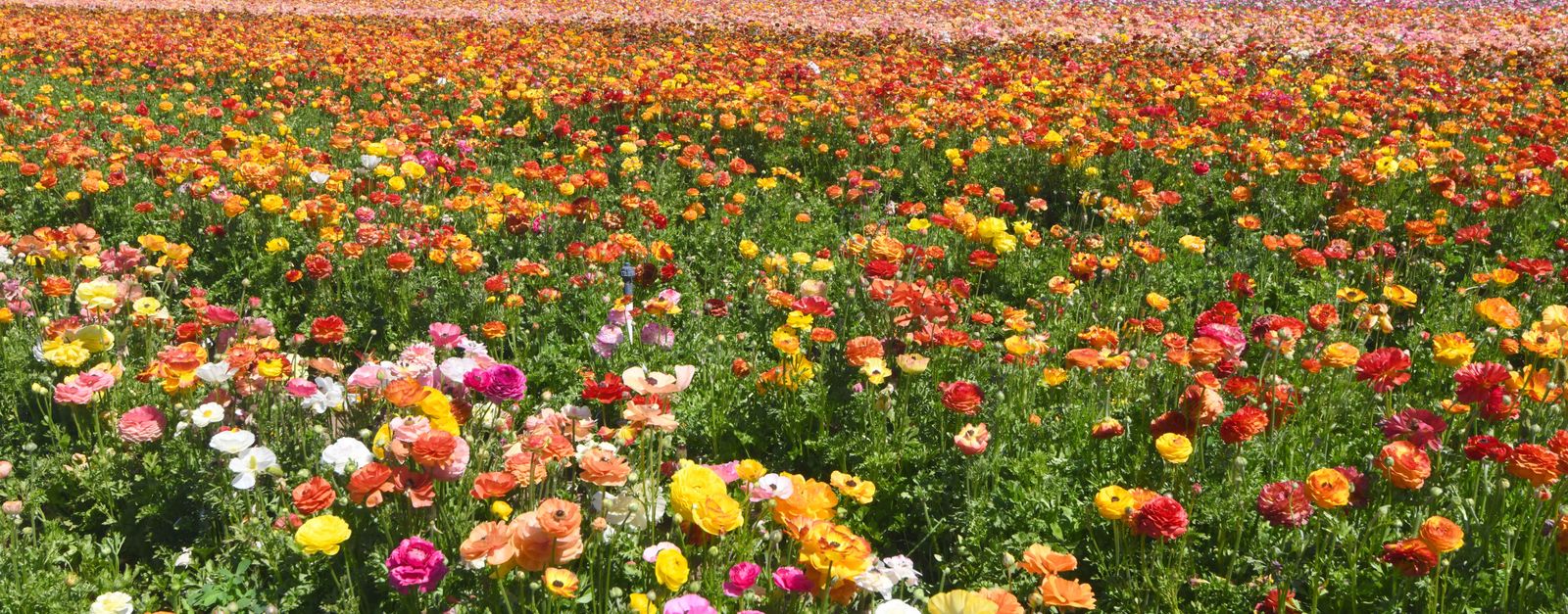 A field of orange, red, pink and yellow ranunculus in bloom under bright sun, like the flower fields in Carlsbad in north San Diego County